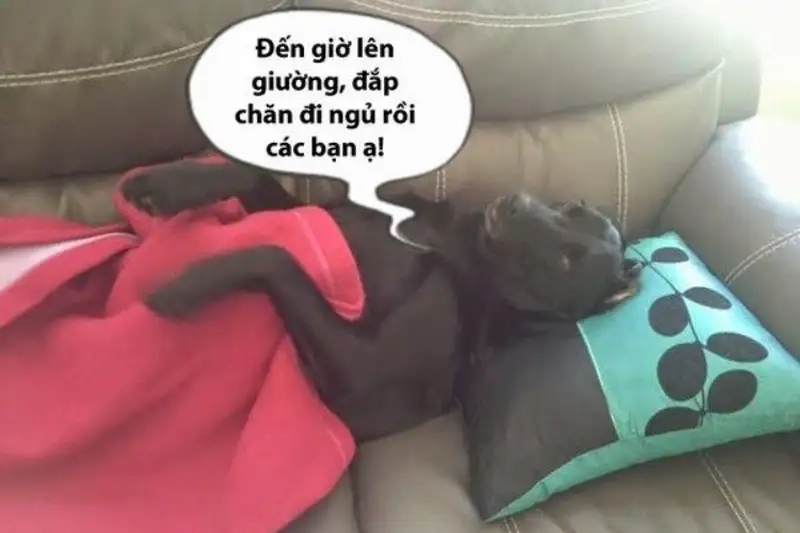 Chúc ngủ ngon cùng meme hài hước và dễ thương