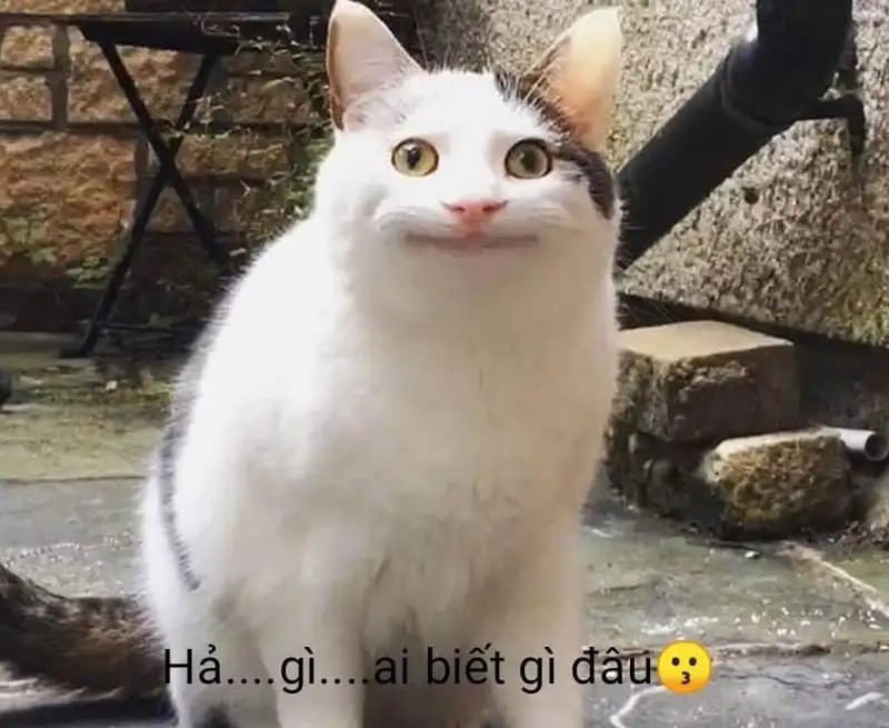 Meme ai mà biết được khiến dân mạng cười sảng khoái