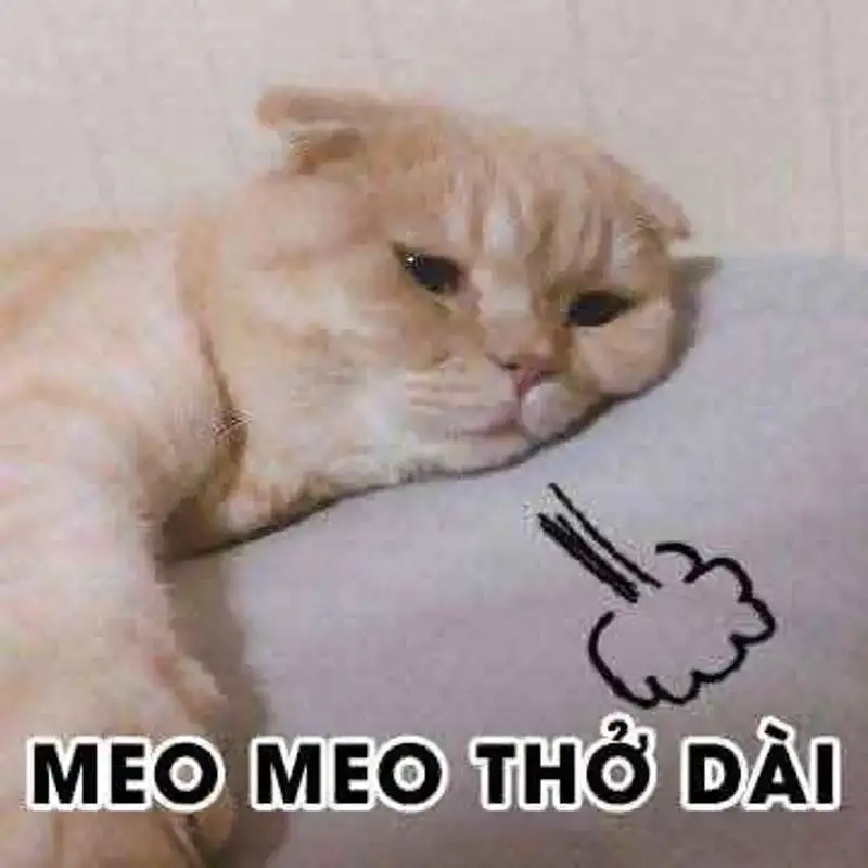 Hài hước cùng meme tao chịu mày rồi đấy cực thú vị
