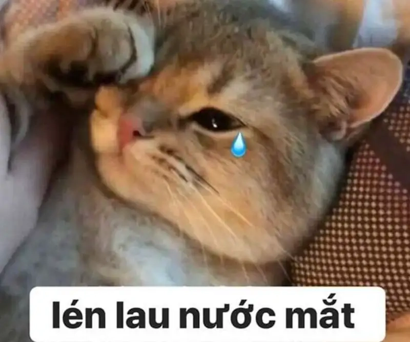 Meme khóc đau khổ khiến trái tim người xem tan vỡ