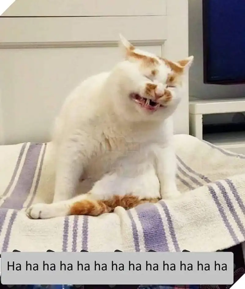 Meme miễn là mày đau khổ là thỏa mãn cảm xúc