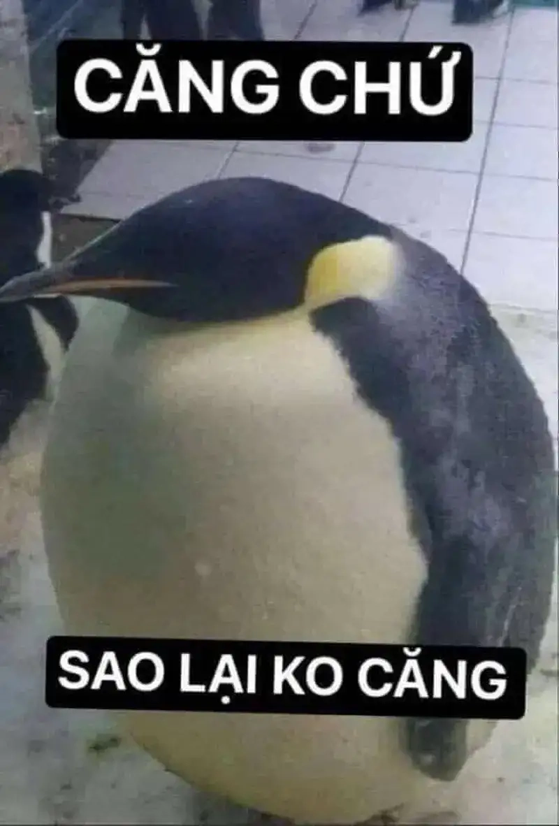 Meme hài hước khiến dân mạng cười meme hài vl