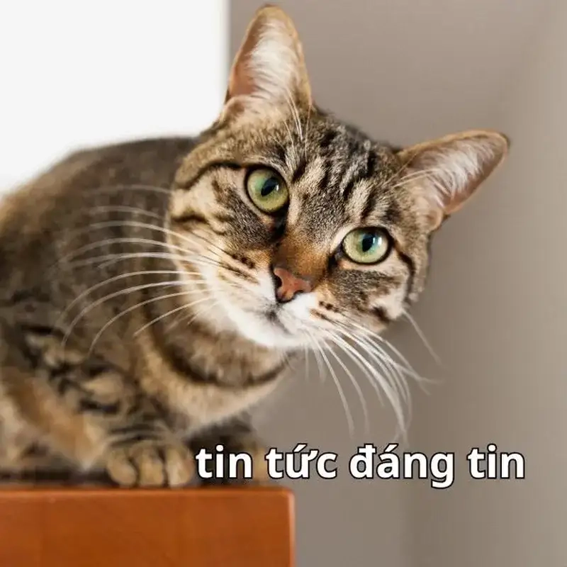 Khám phá Meme hài hước meme tấu hài