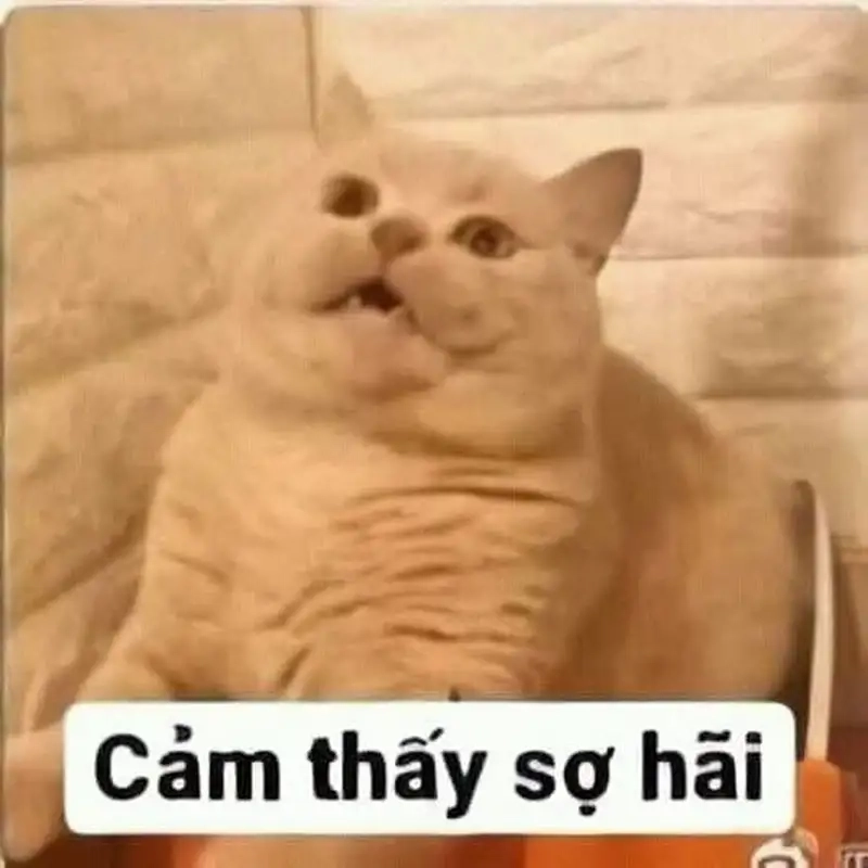 BST hoảng hốt meme khiến dân tình cười nghiêng