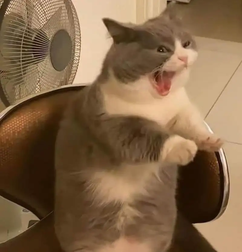 Cười ngất với meme ôm đầu hốt hoảng siêu hài