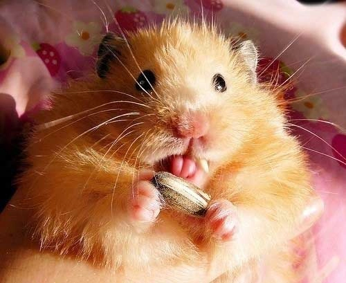 Khám phá lêu lêu meme cực hài hước và thú vị