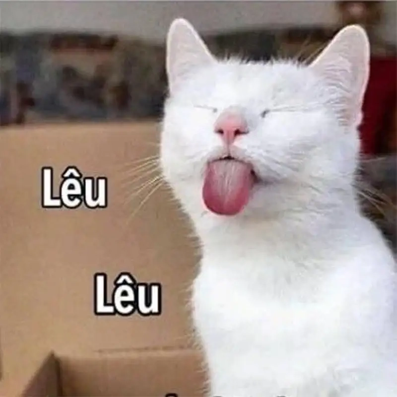 Tìm thấy ảnh meme lêu lêu độc đáo và vui nhộn hôm nay