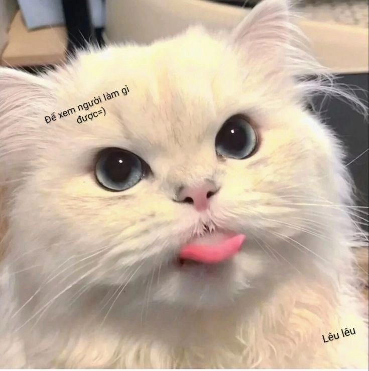 Xem ngay meme mèo lêu lêu vui nhộn nhất hôm nay