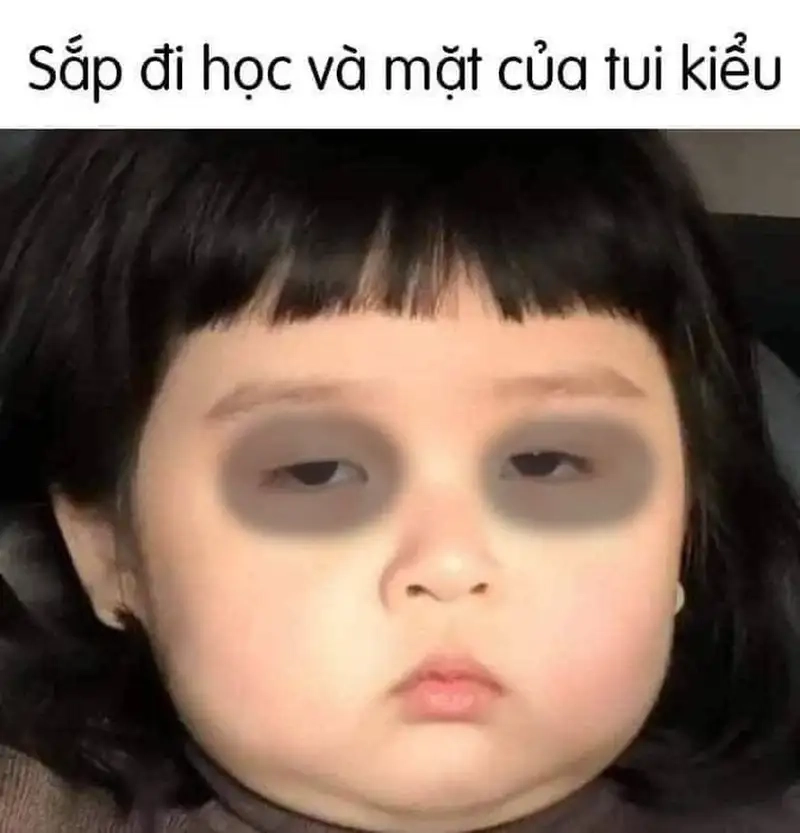 Ngắm meme mèo mất ngủ dễ thương trong series meme mất ngủ