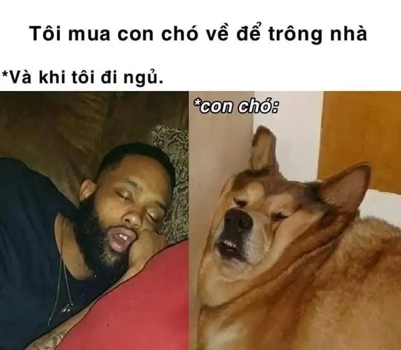 Đêm dài lại mất ngủ xem ngay meme mất ngủ