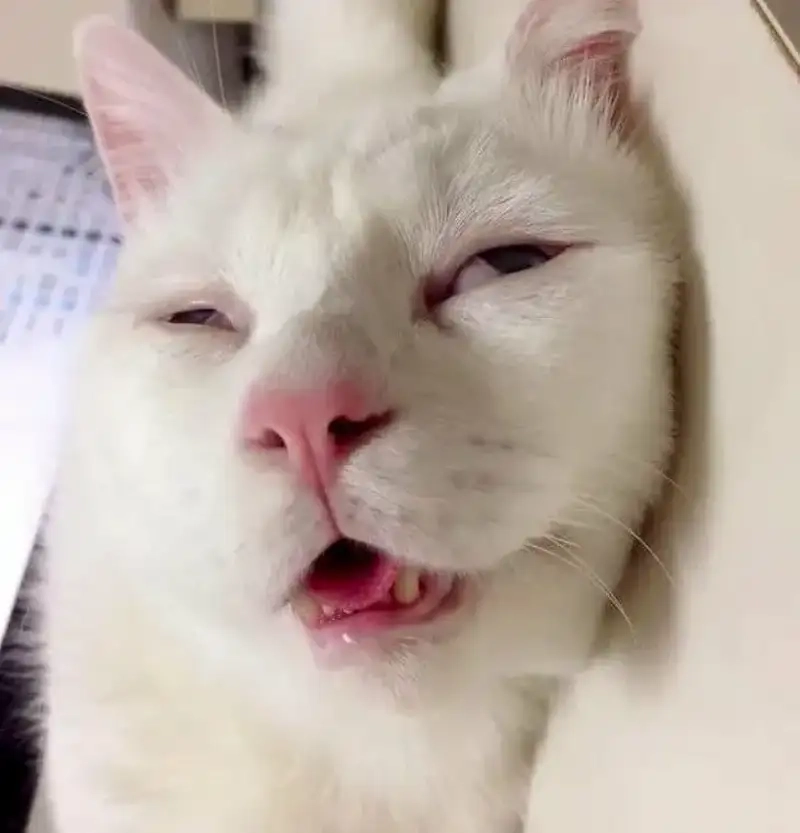 Kéo mood bằng meme mất ngủ khi bạn lại mất ngủ