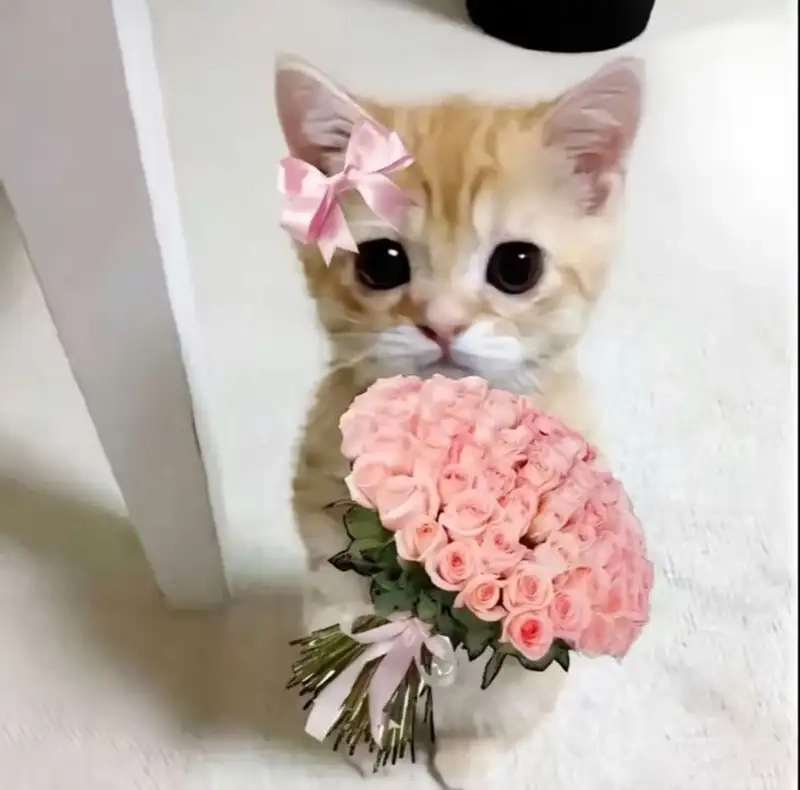Meme mèo tặng hoa là như thế nào hấp dẫn người xem