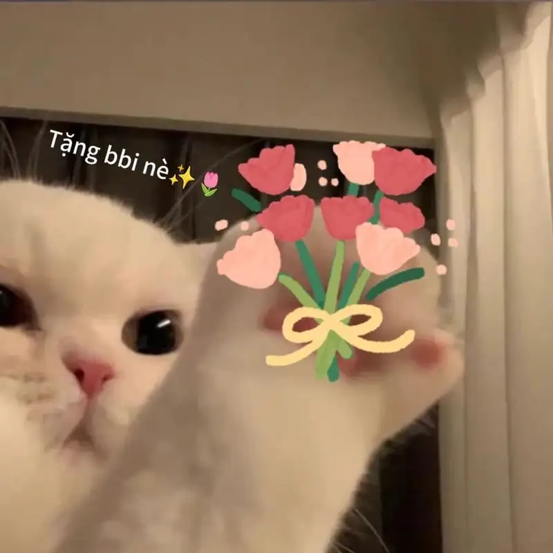 meme mèo tặng hoa cầm hoa hồng đỏ lãng mạn