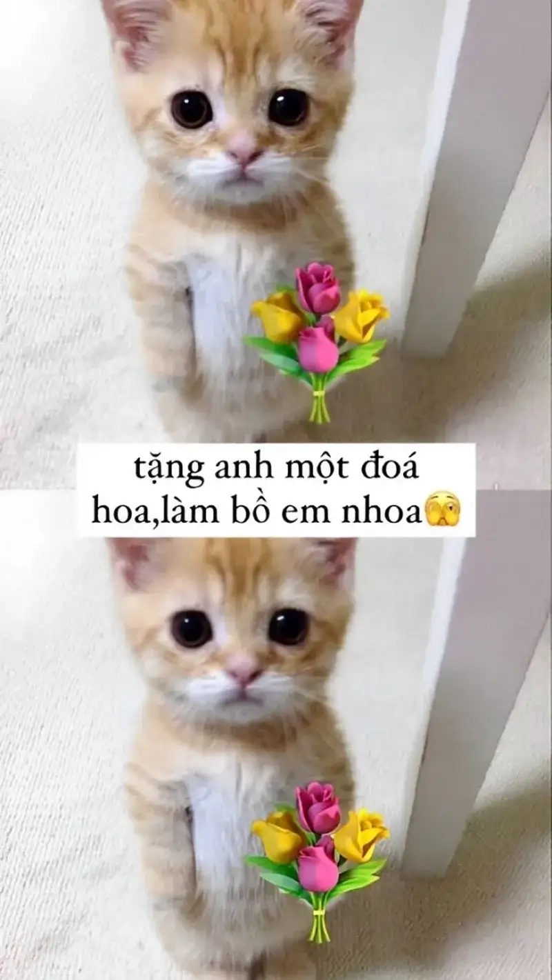 meme mèo tặng hoa mang đến yêu thương nhỏ bé