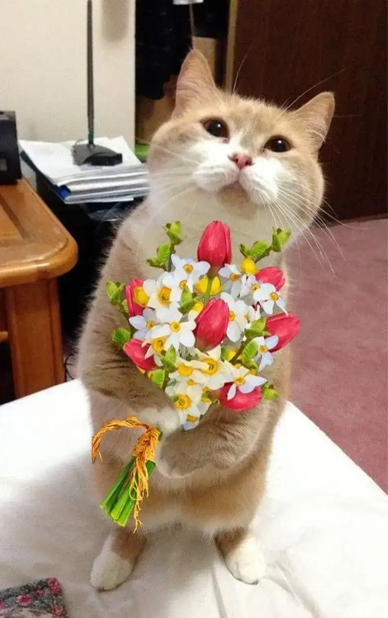 meme mèo tặng hoa cùng bông xinh dễ thương