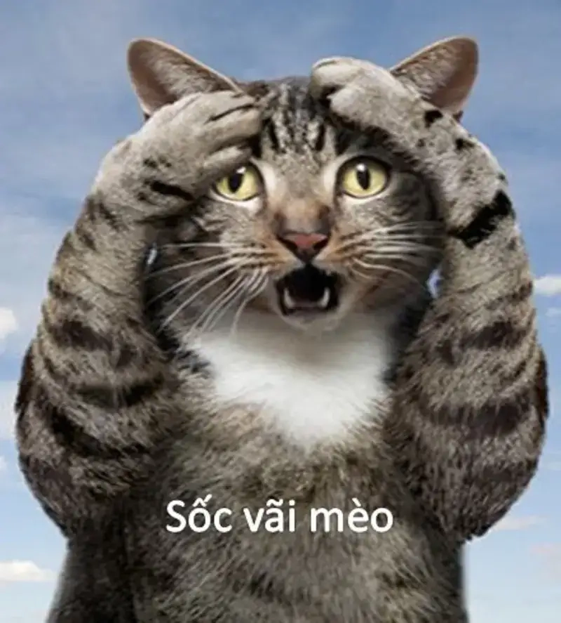 Meme ngạc nhiên biểu cảm hài hước meme mắt chữ O mồm chữ A