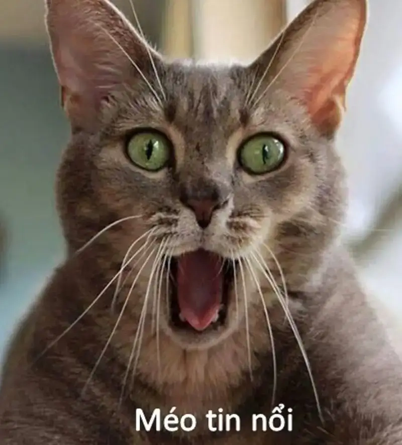 Meme ngạc nhiên ai nhìn cũng bật cười meme không thể tin được