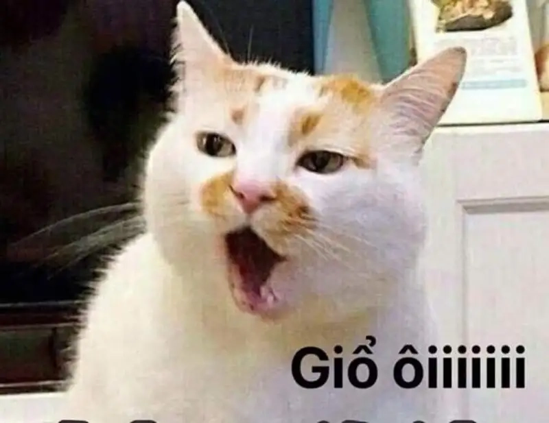 Meme ngạc nhiên phản ứng cực mạnh meme sốc