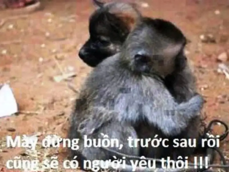 Meme mèo ôm an ủi mang lại cảm giác dễ thương và ấm áp