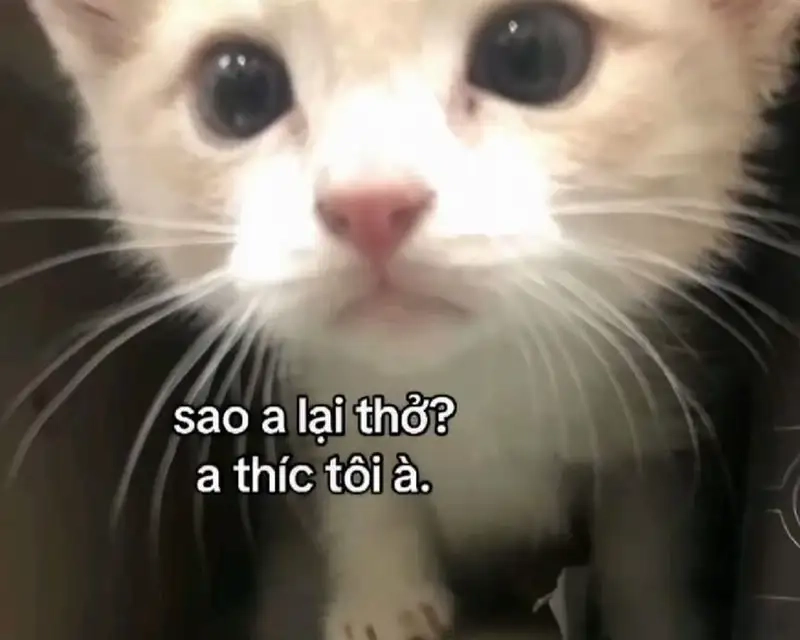 Khoảnh khắc vui nhộn cùng meme thả tim hài hước