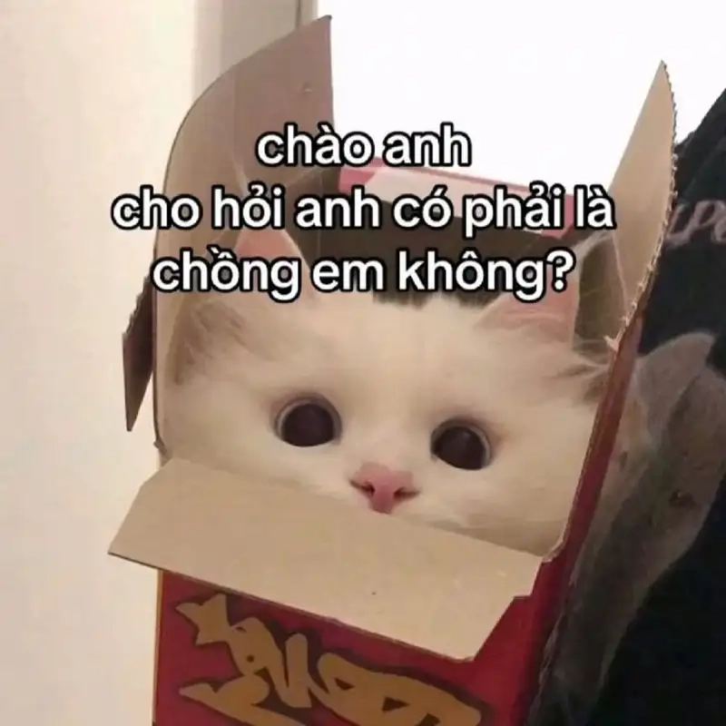 Không thể cưỡng lại meme mèo thả thính