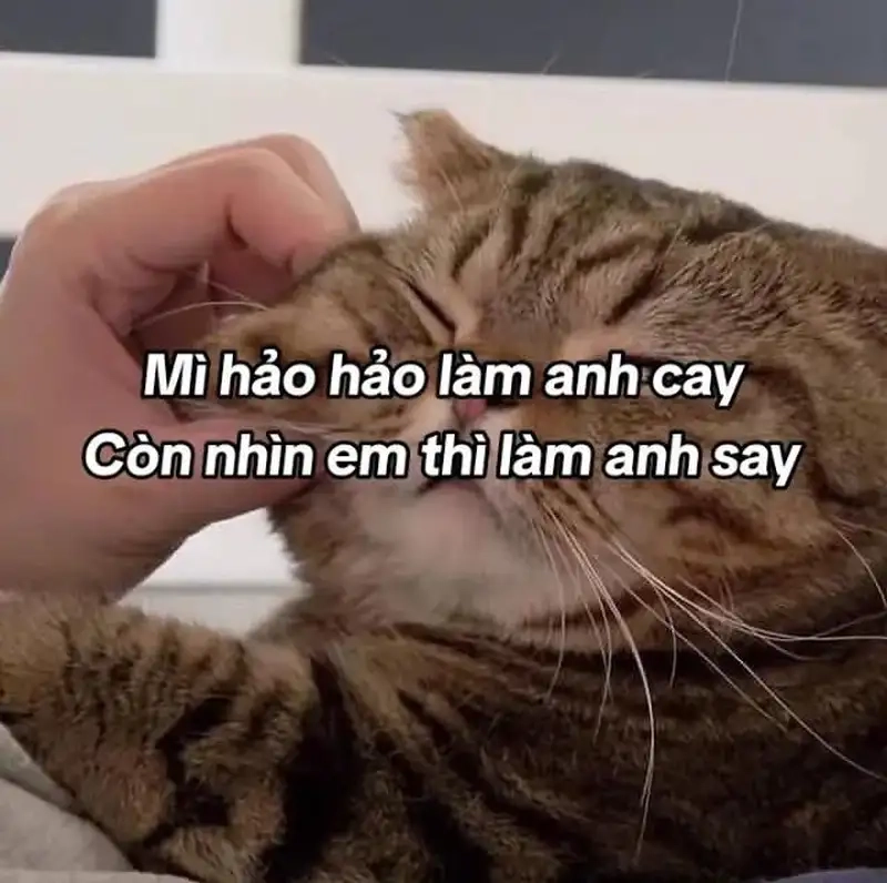 Cười rụng rời với meme thả thính crush dễ mến