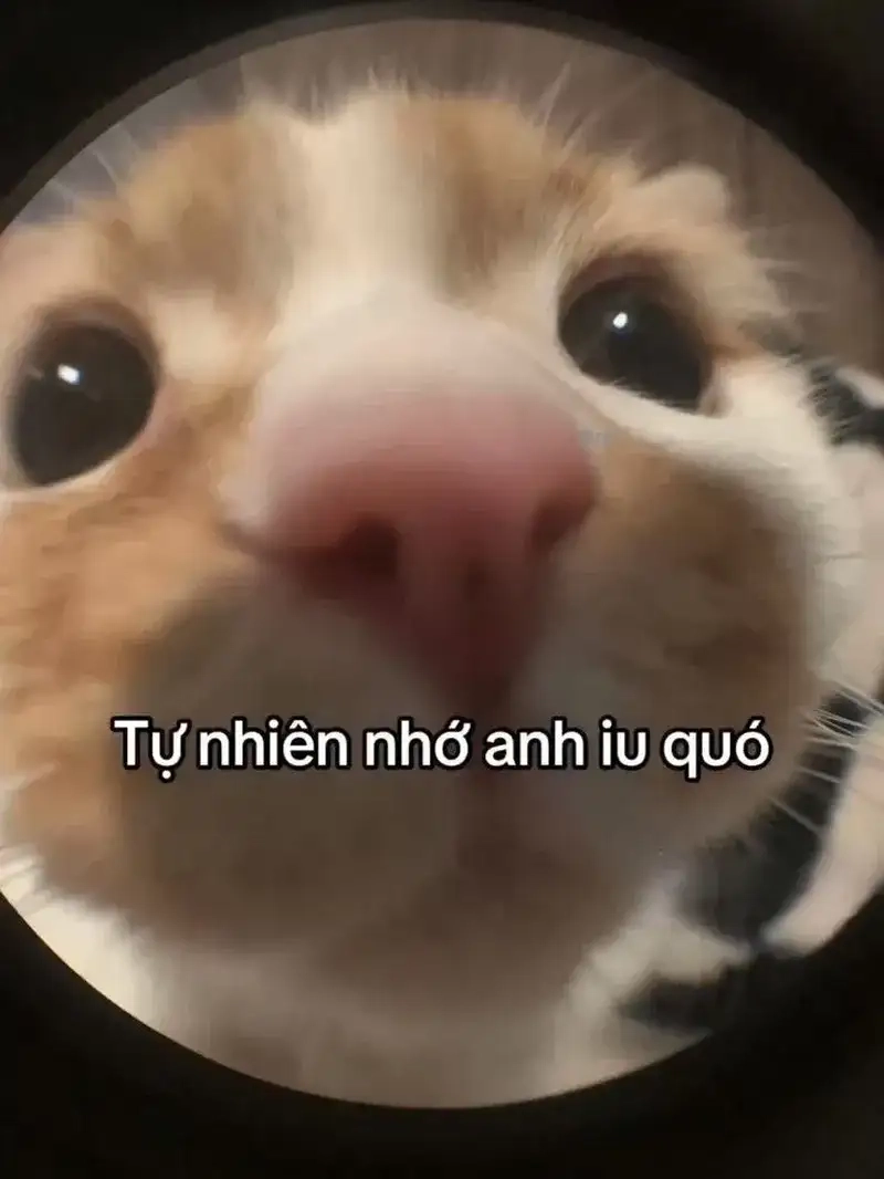 meme tỏ tình hài hước tạo khoảnh khắc khó quên