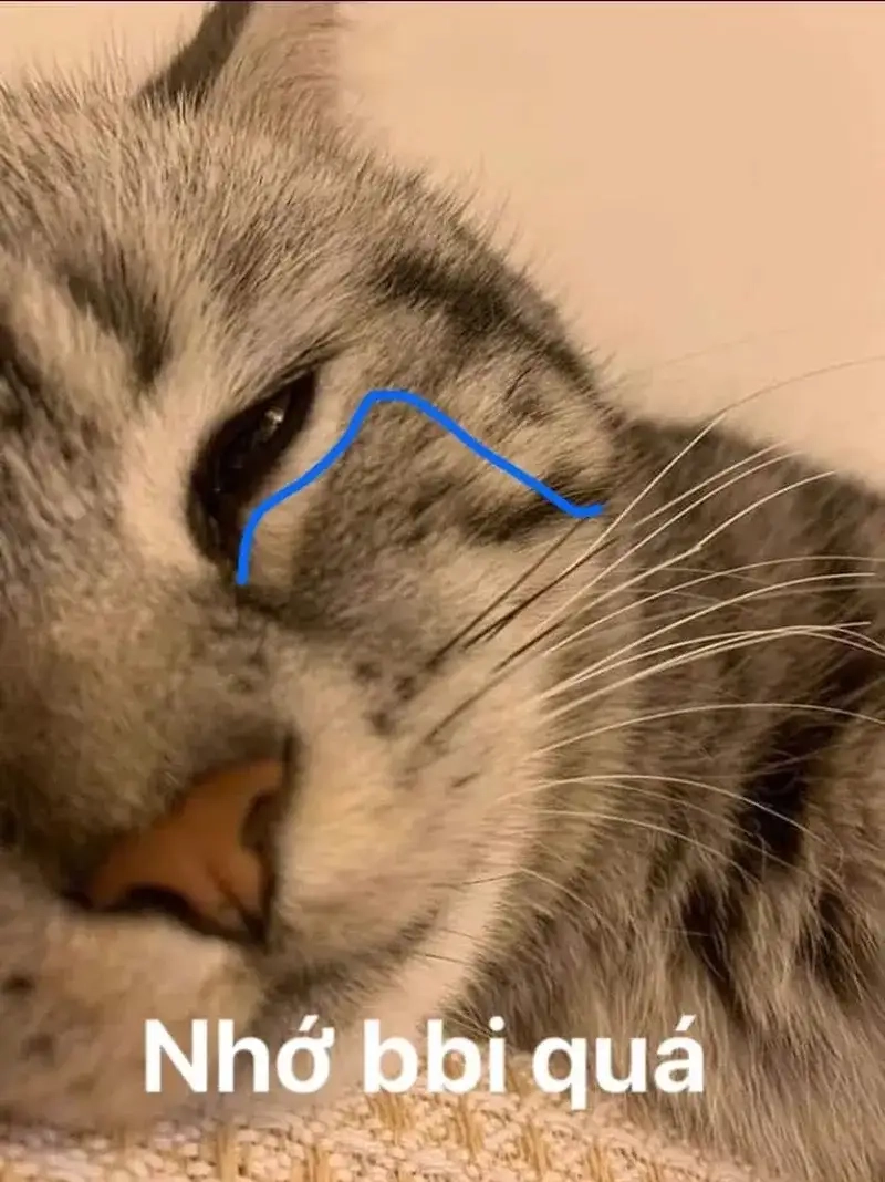 meme tỏ tình crush tinh tế làm tim rung động