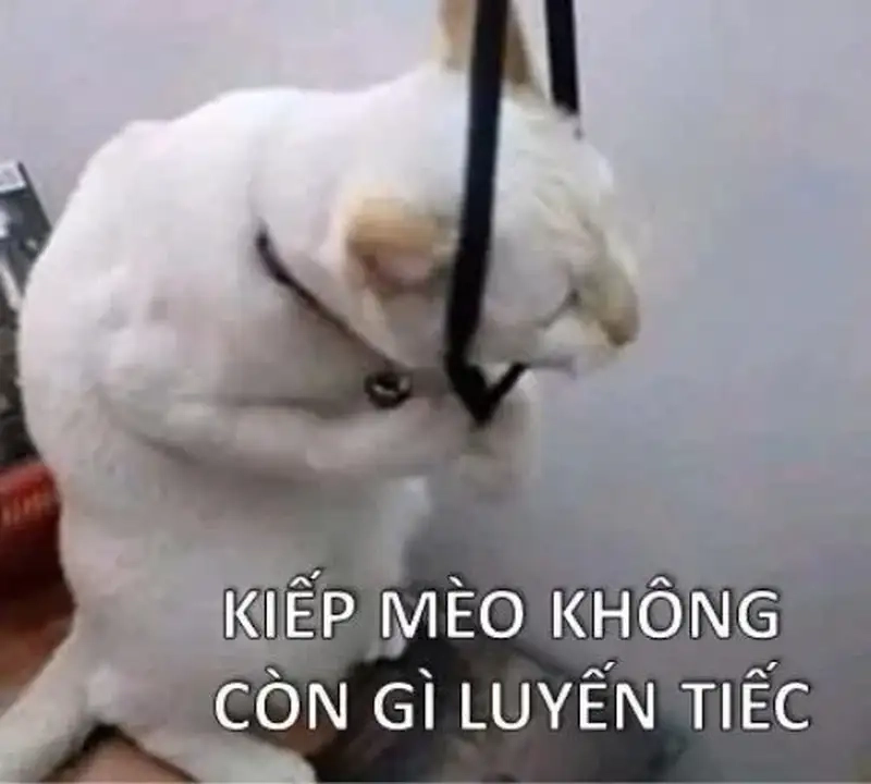 Trọn bộ trầm kảm meme cực chất trên mạng xã hội