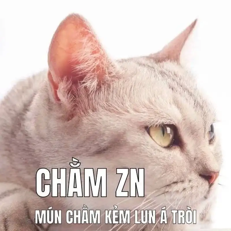 Hình ảnh hài hước từ meme cheems trầm cảm hot trend