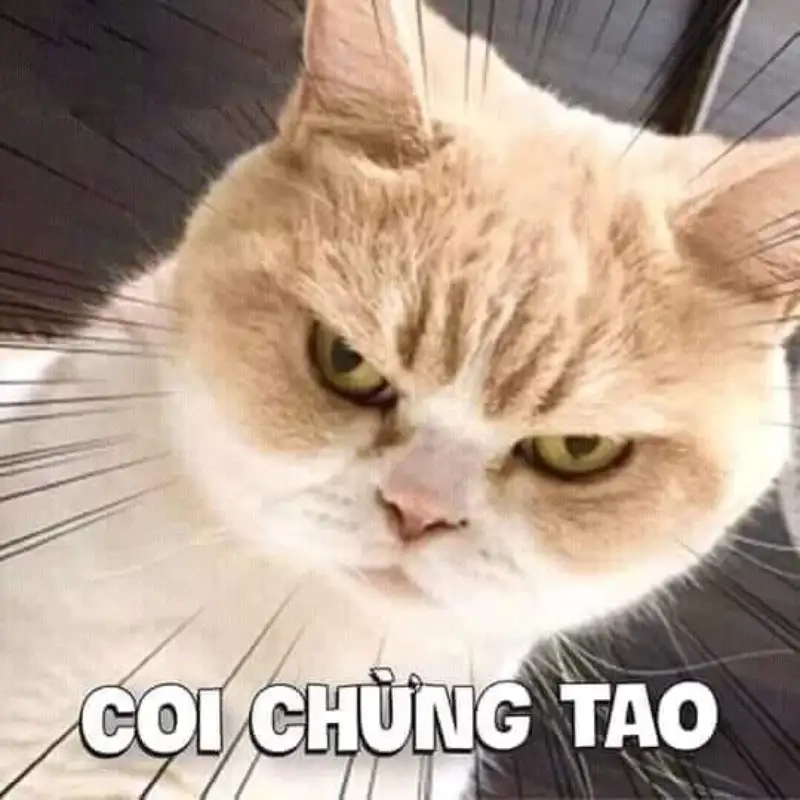 Xem ngay meme tức giận hài hước độc đáo