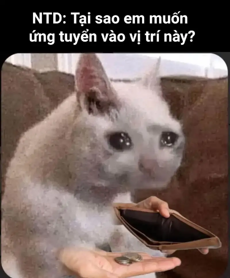 Thư giãn cùng meme mèo xin tiền đáng yêu và hài hước