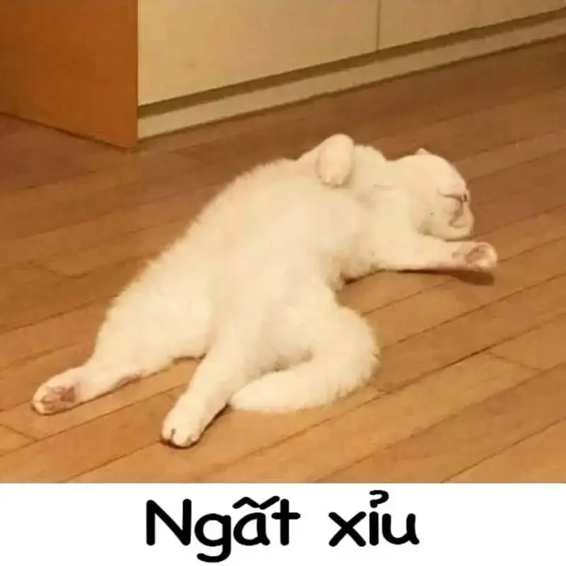Ngất ngây trước loạt ảnh meme mèo xỉu
