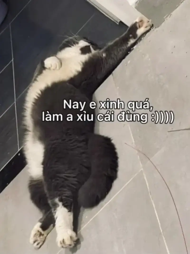 Bùng nổ tiếng cười cùng meme mèo xỉu ngang