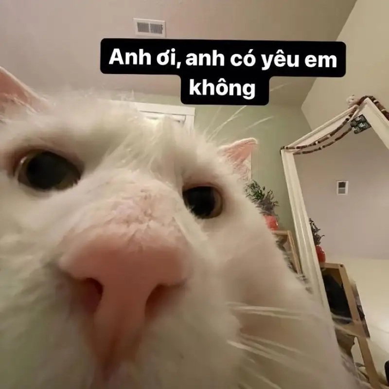 Meme yêu đời tích cực truyền năng lượng tích cực
