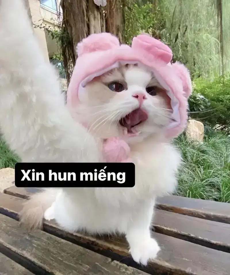 Meme yêu đời tích cực lan tỏa năng lượng tích cực