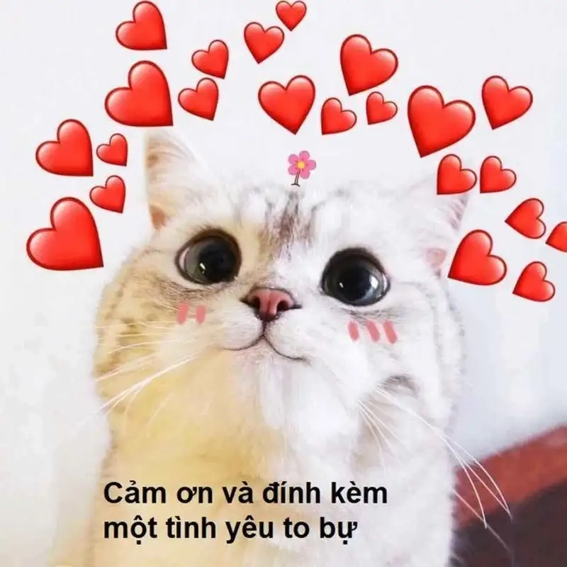 Meme yêu đời tích cực mang lời khen ngợi ấm áp