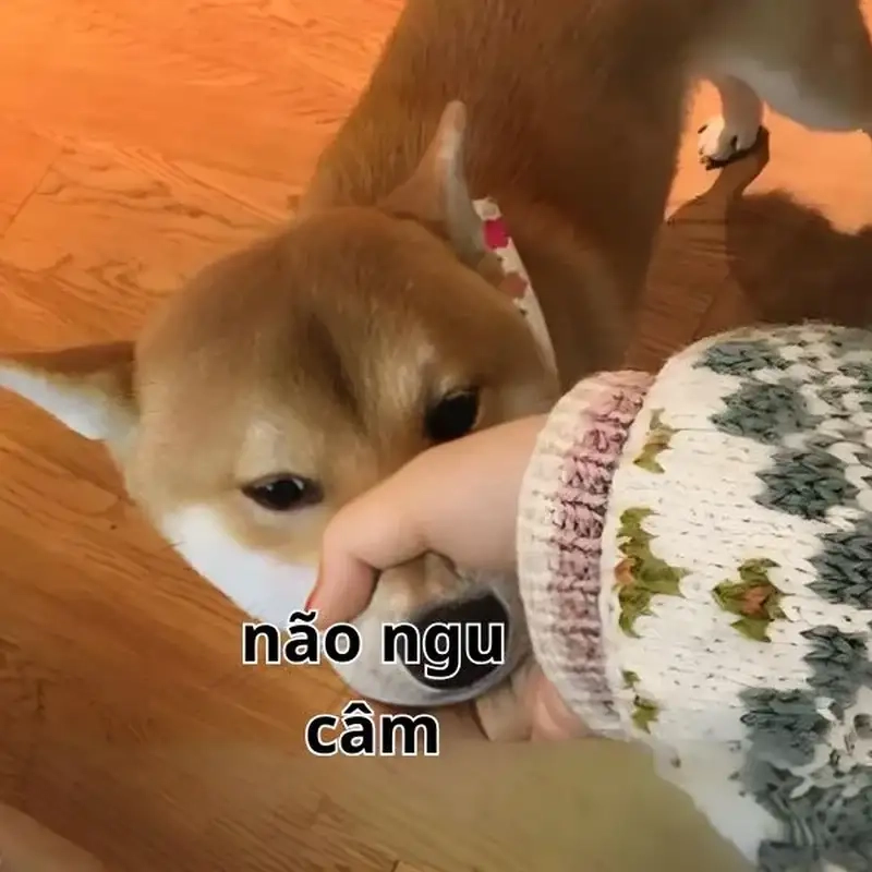 Đại ngu meme hot trend đang làm mạng ngập tràn ngu meme