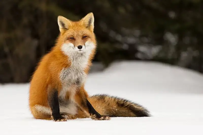  Avatar con cáo là như thế nào tạo điểm nhấn độc đáo