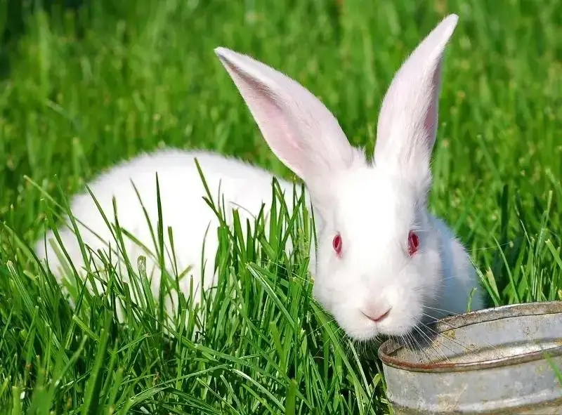 Avatar thỏ xám phong cách nhẹ nhàng và tinh tế