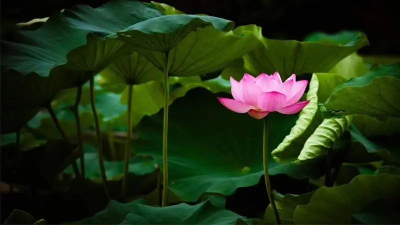 Avatar hoa sen đẹp tinh tế cho mọi tâm trạng