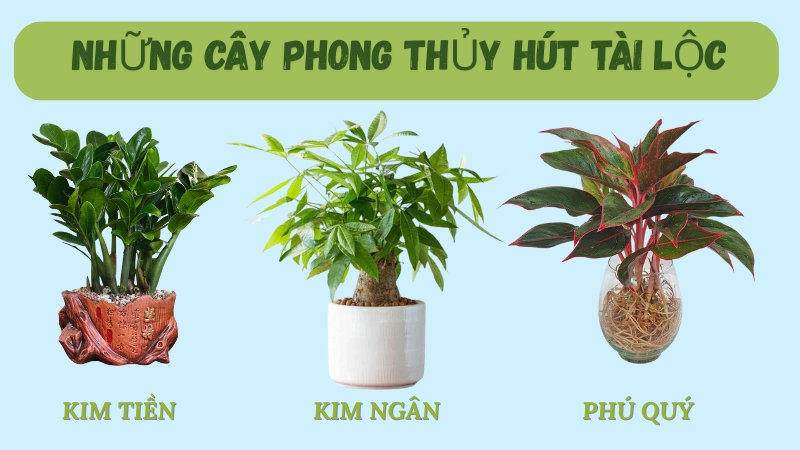 Cây kim tiền tài lộc mang lại may mắn cho gia chủ