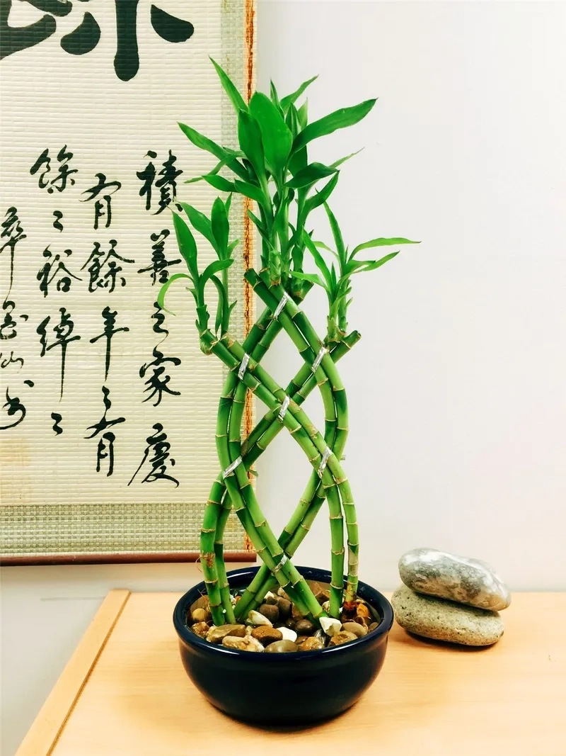 Bố trí cây cảnh nhà theo phong thủy