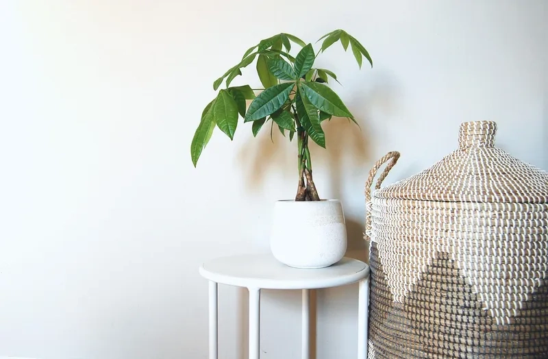 Mẫu cây cảnh để trên bàn làm việc