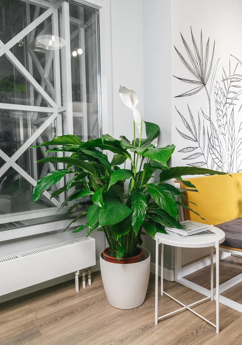 Mẫu cây cảnh hợp phong thủy đón lộc