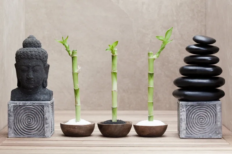 Cây thích hợp để bàn làm việc mới